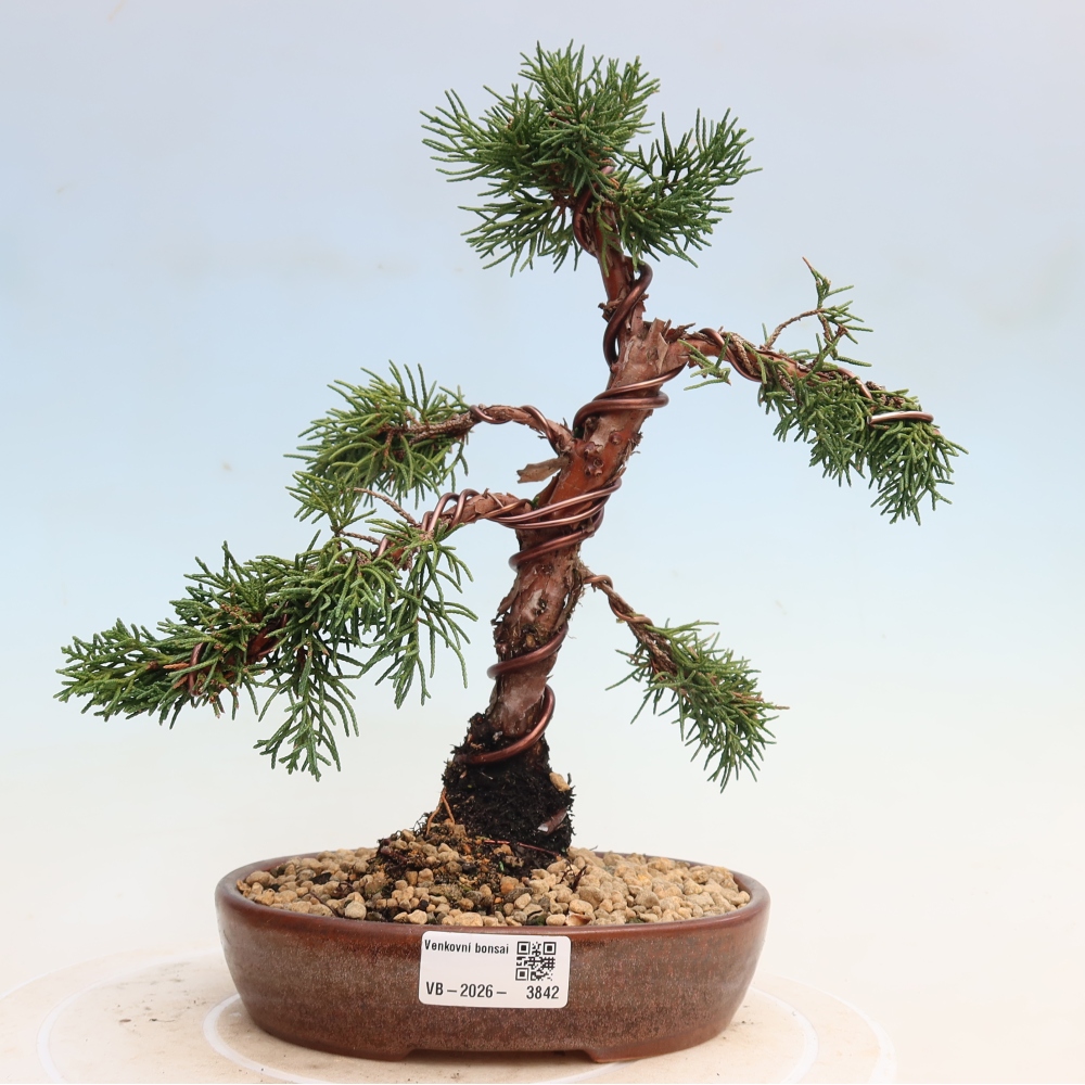 Outdoor bonsai - Juniperus chinensis Kishu