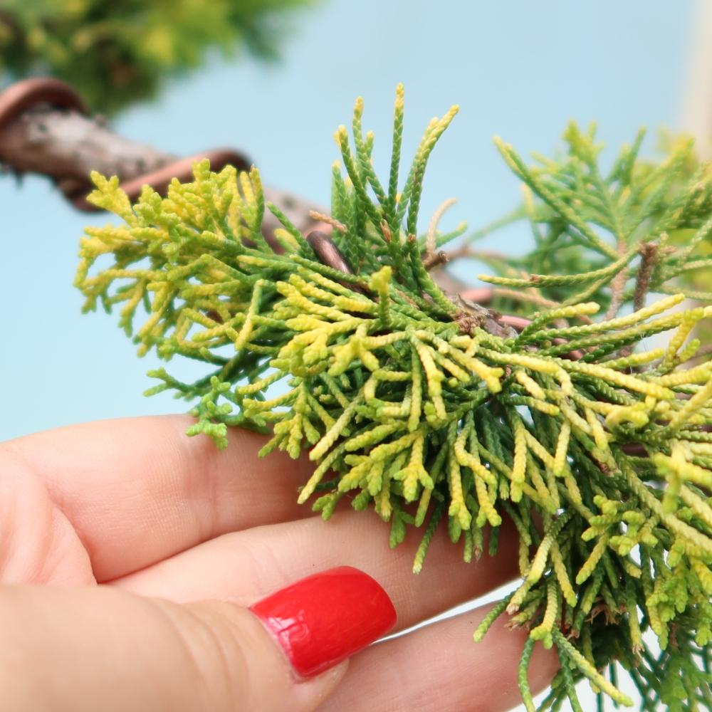 Outdoor Bonsai - Juniperus chinensis 'aurea' - Golden Chinese Juniper