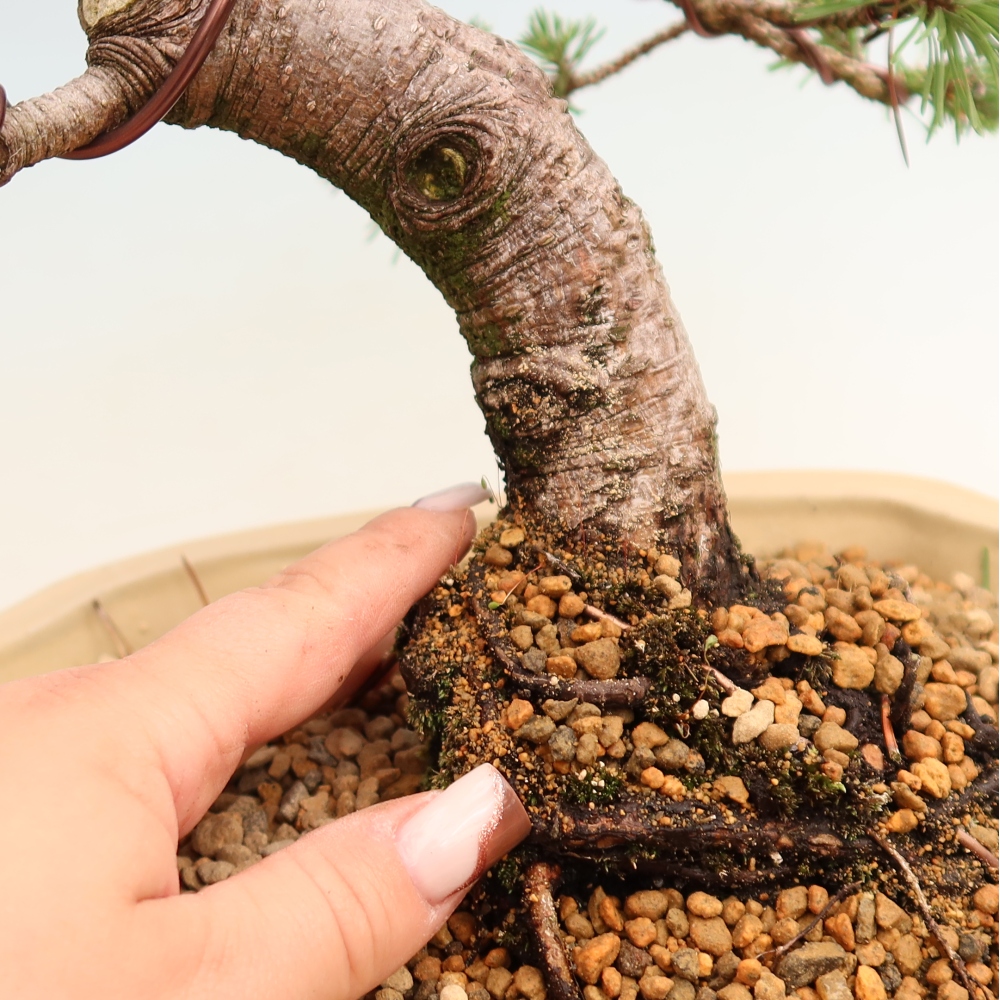 Outdoor Bonsai - Pinus mugo Humpy  - Mountain Pine