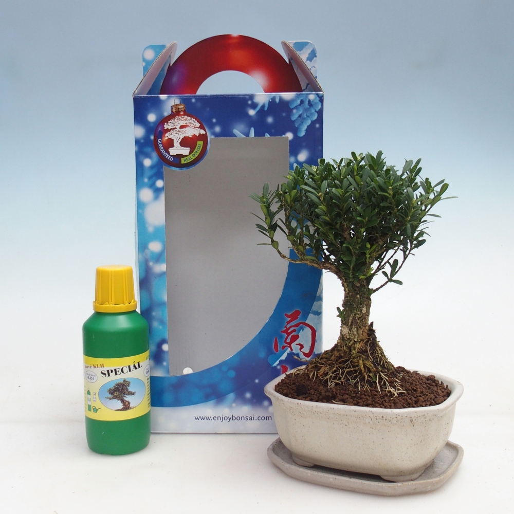 Room bonsai in gift box Buxus harlandii - cork buxus