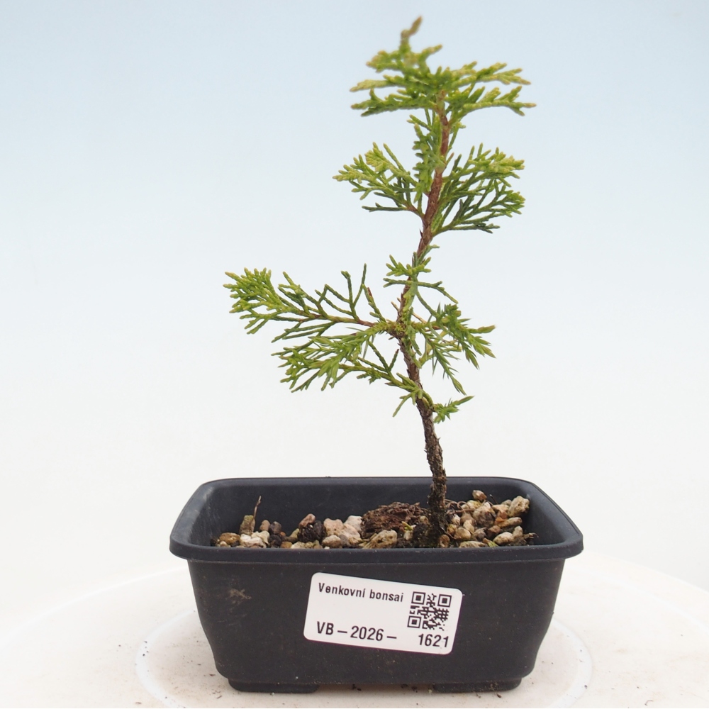 Outdoor bonsai - Juniperus chinensis Itoigawa