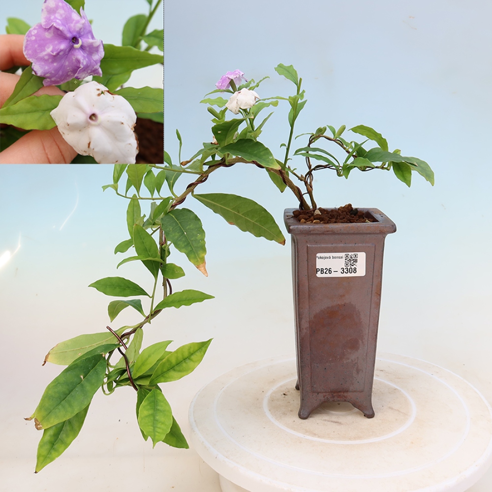 Indoor Bonsai - Costa Jasmine Plant - Brunfelsia