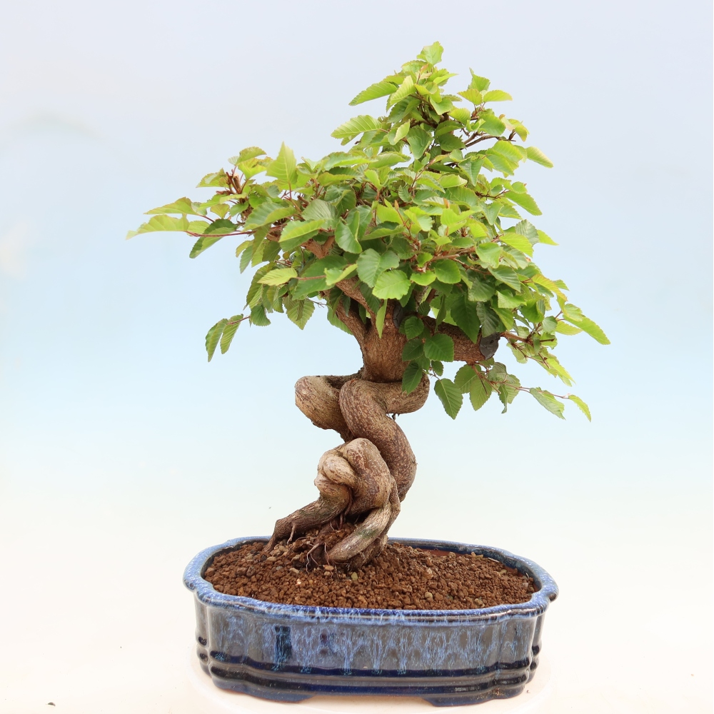 Outdoor bonsai -Carpinus coreana - Korean Hornbeam
