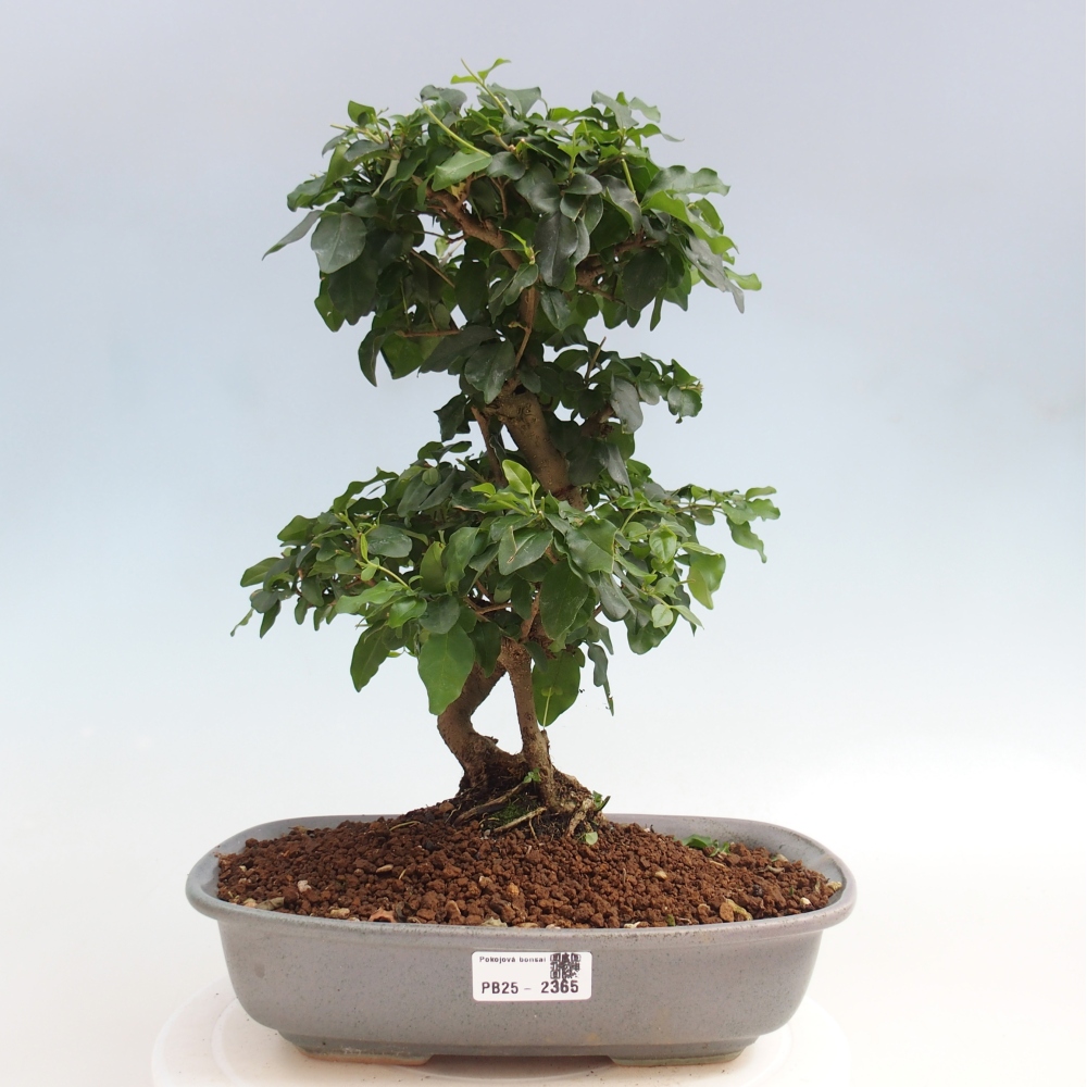 Room bonsai -Ligustrum chinensis - privet