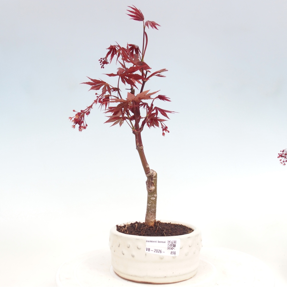 Outdoor bonsai - Acer palm. Atropurpureum-Javor palmate