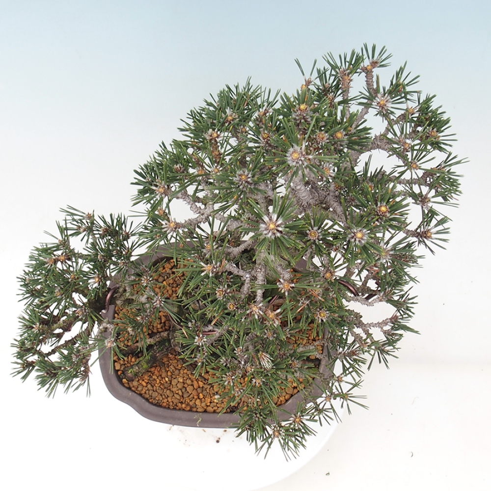 Outdoor bonsai - Pinus thunbergii Kotobuki - Thunberg pine