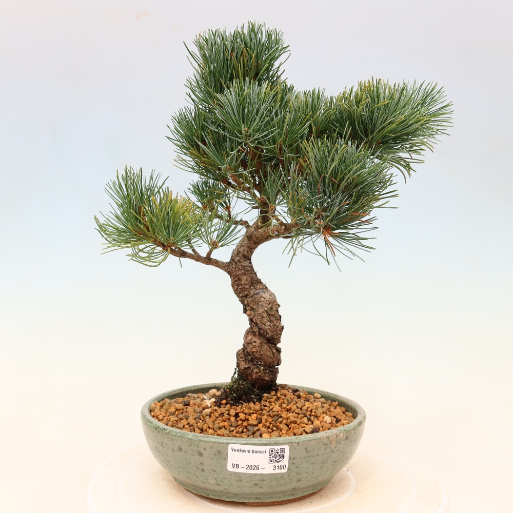 Outdoor bonsai - Pinus parviflora - Pinus parviflora