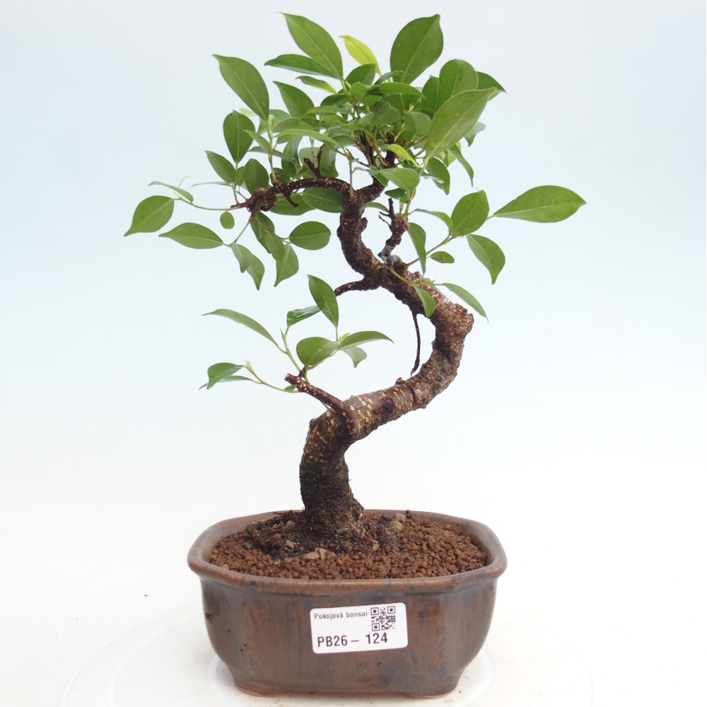 Room bonsai - Ficus retusa - small-leaved ficus
