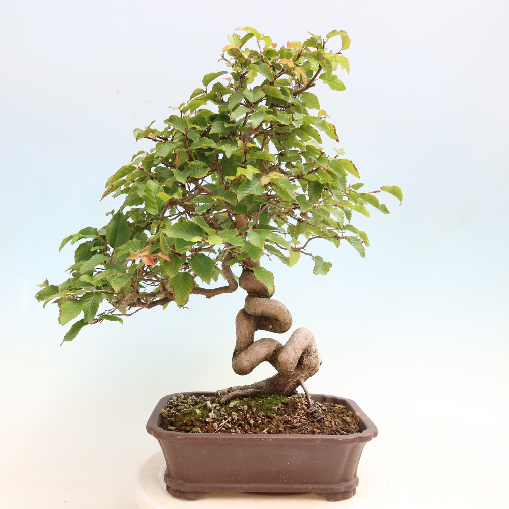 Outdoor bonsai -Carpinus CARPINOIDES - Korean Hornbeam