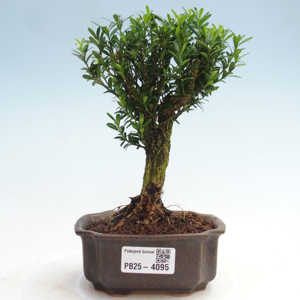 Room bonsai - Buxus harlandii - cork buxus