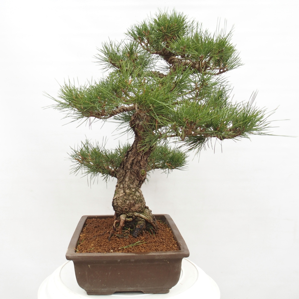 Outdoor bonsai - Pinus thunbergii - Thunberg pine