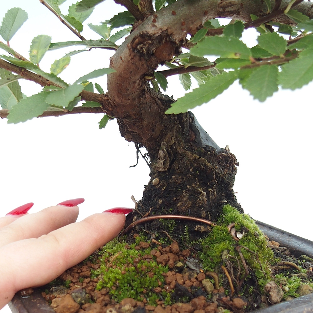 Outdoor bonsai - Zelkova - Zelkova NIRE