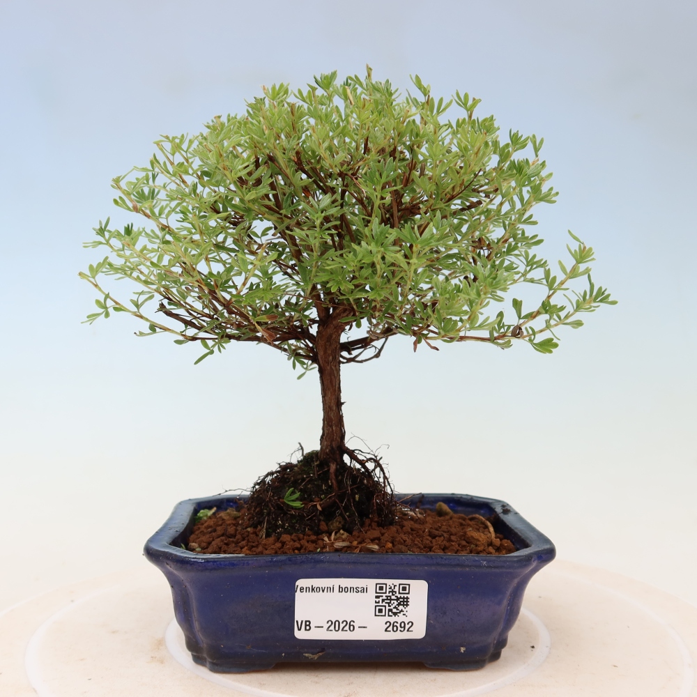 Outdoor Bonsai—Shrubby Cinquefoil (Potentilla fruticosa) 'Goldkissen'