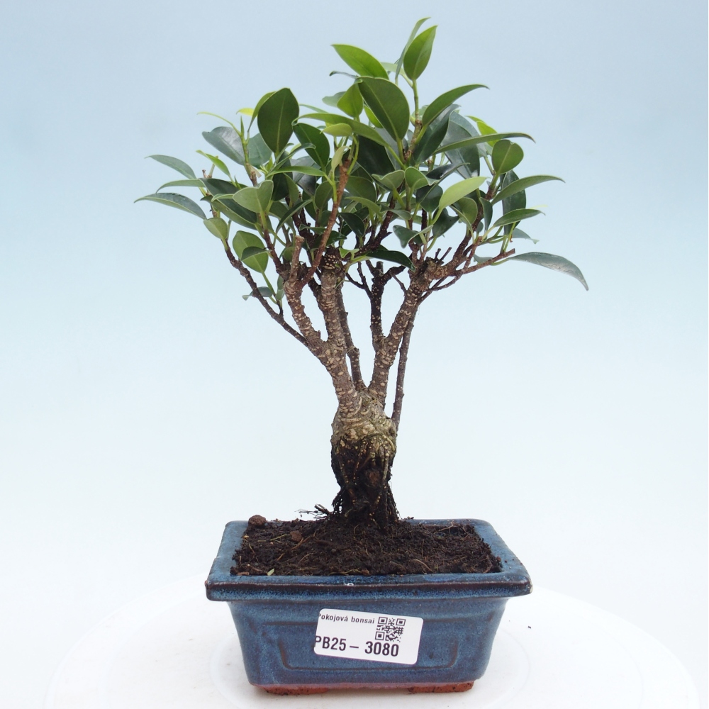Indoor bonsai - Small-leaved ficus - Ficus kimmen