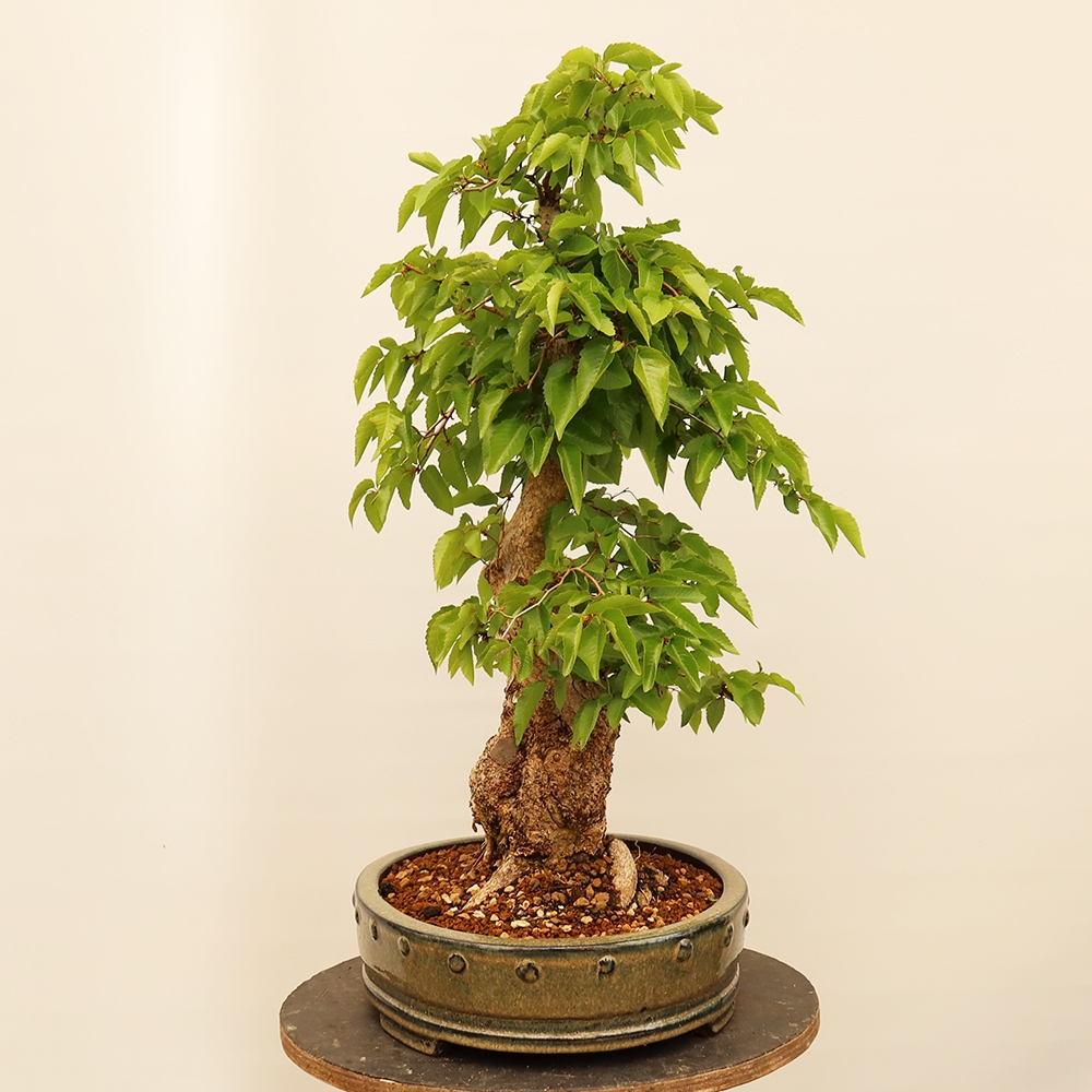 Outdoor bonsai - Carpinus Coreana - Korean hornbeam