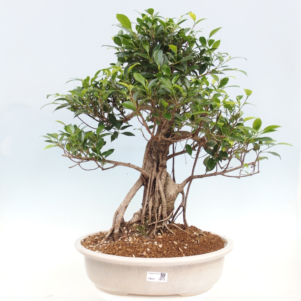 Room bonsai - Ficus kimmen - small-leaved ficus - PERSONAL COLLECTION ONLY or pallet transport