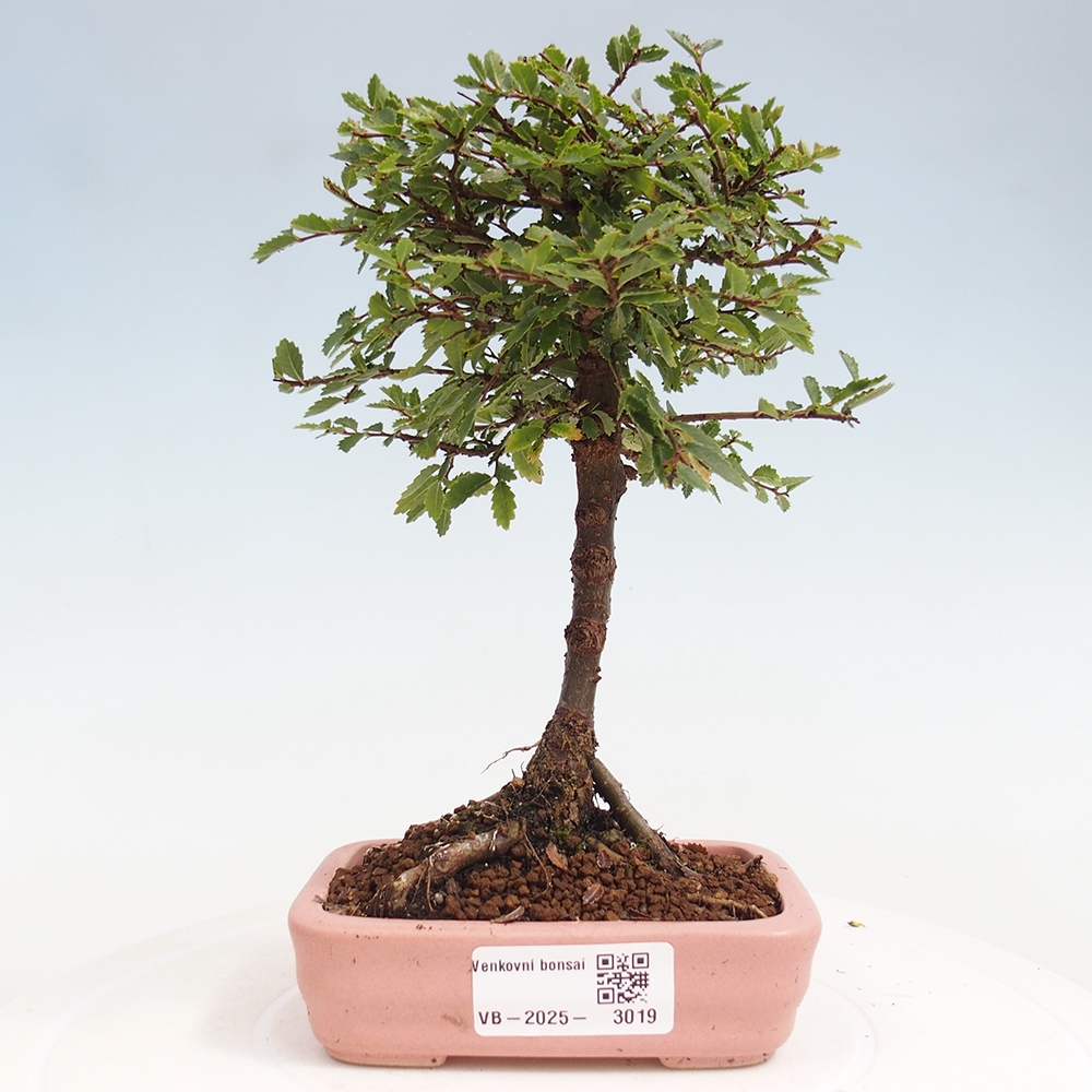 Outdoor bonsai - Ulmus parvifolia Sagei - Small-leaved elm