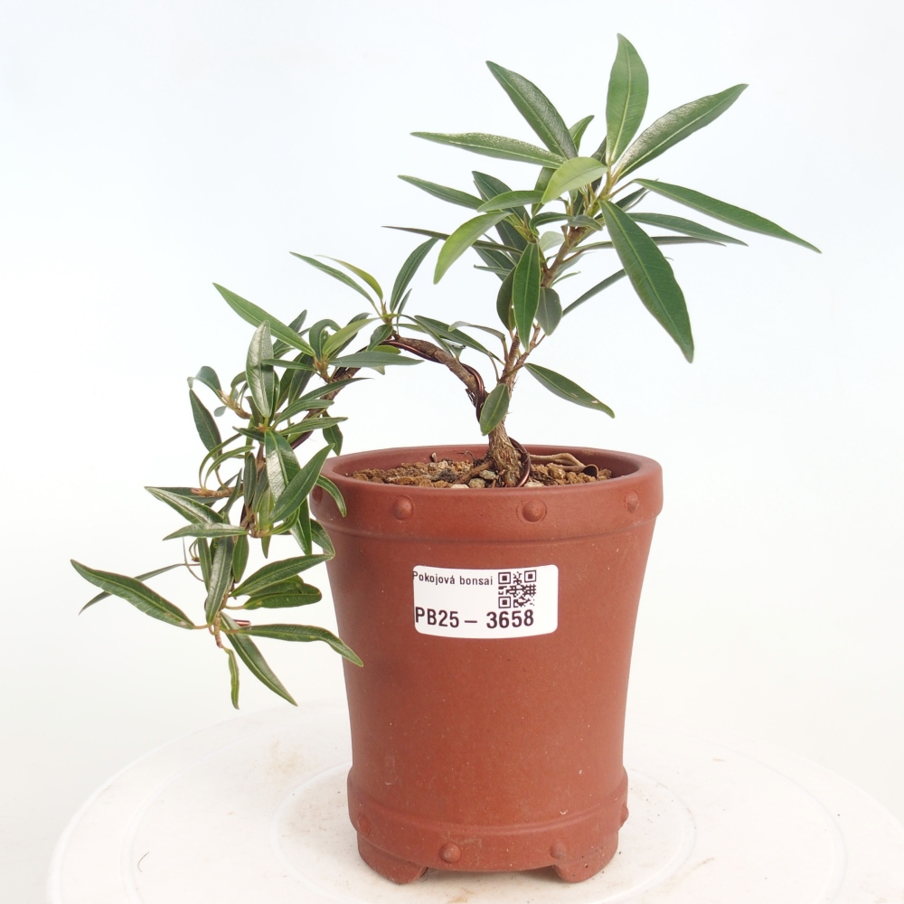 Room bonsai - Ficus nerifolia - small-leaved ficus