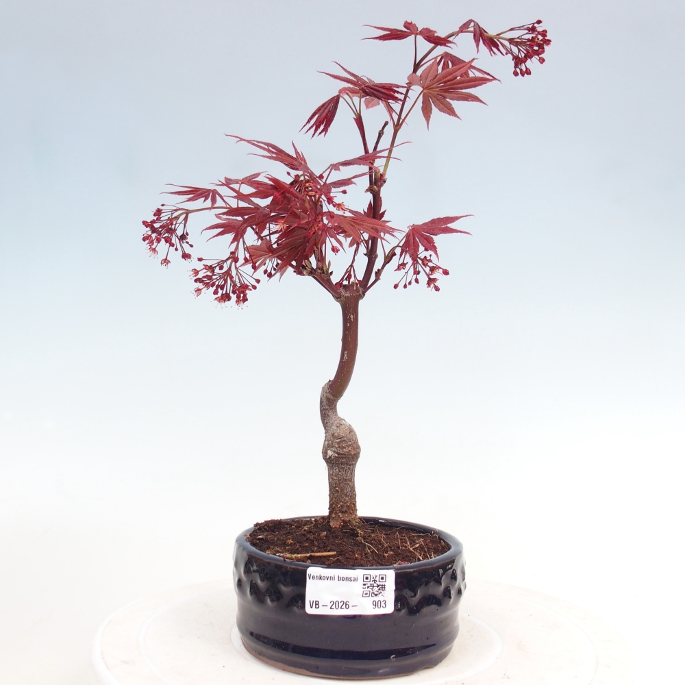 Outdoor bonsai - Acer palm. Atropurpureum-Javor palmate