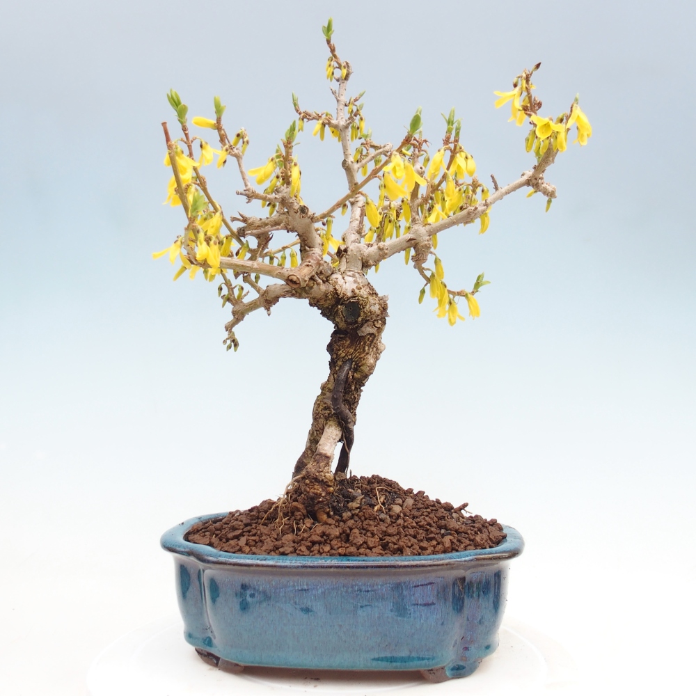 Outdoor bonsai - Zlatice - Forsythia koreana