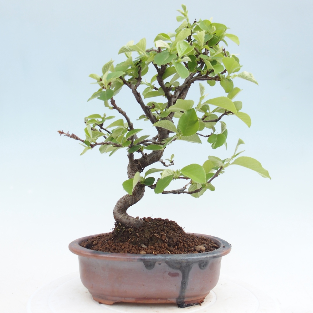Outdoor bonsai - Chaneomeles chinensis
