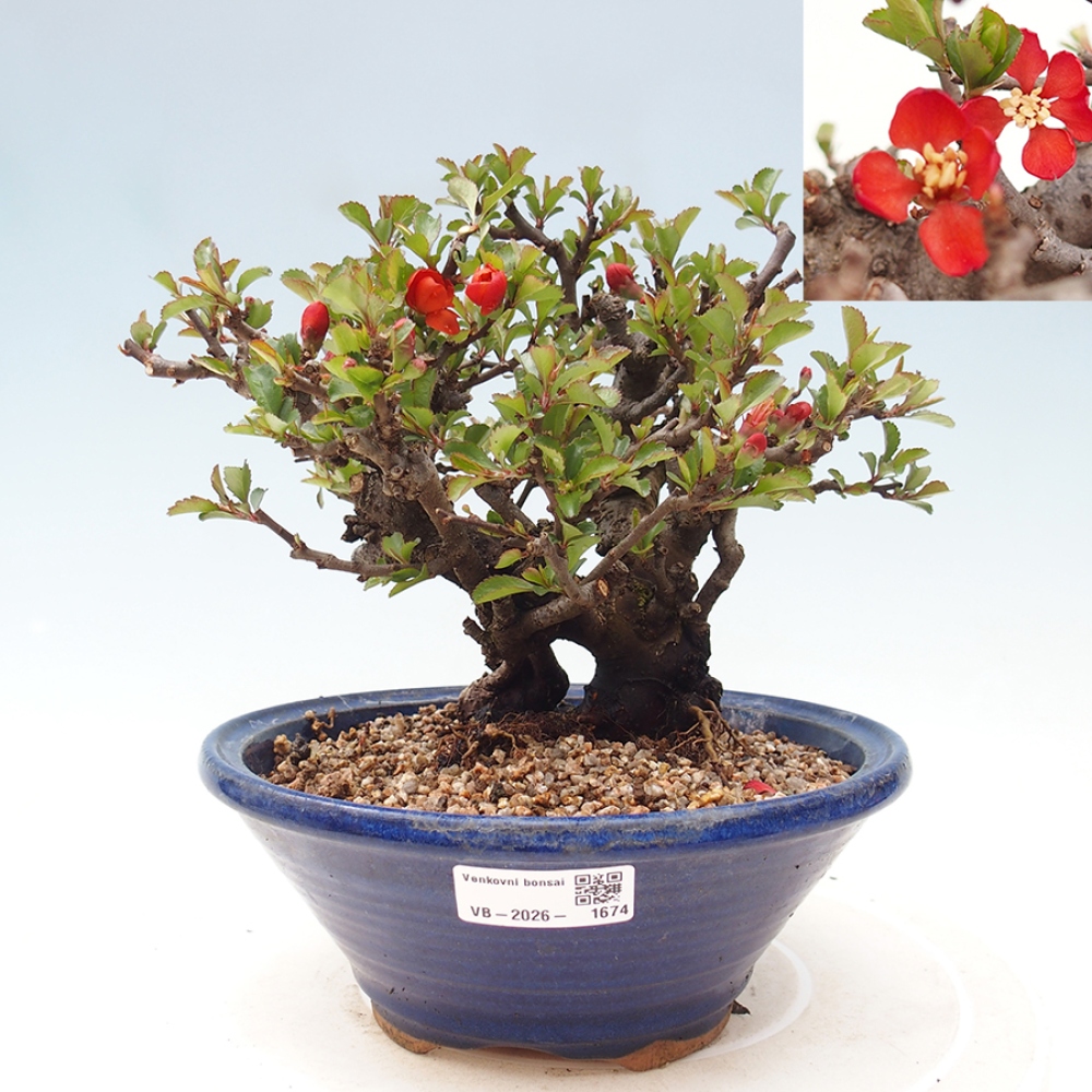 Outdoor bonsai - Chaneomeles speciosa - Quince