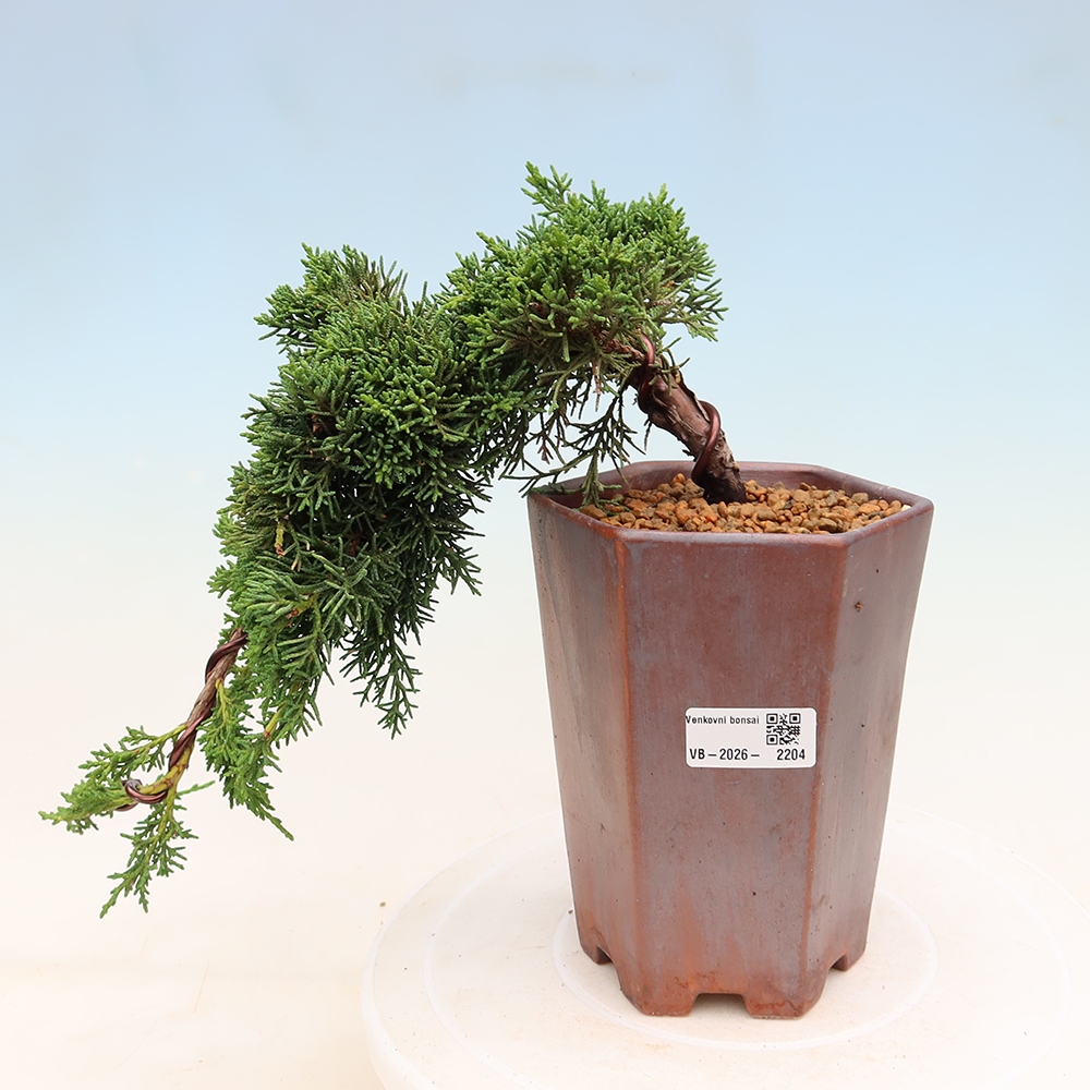 Outdoor bonsai - Juniperus chinensis Kishu