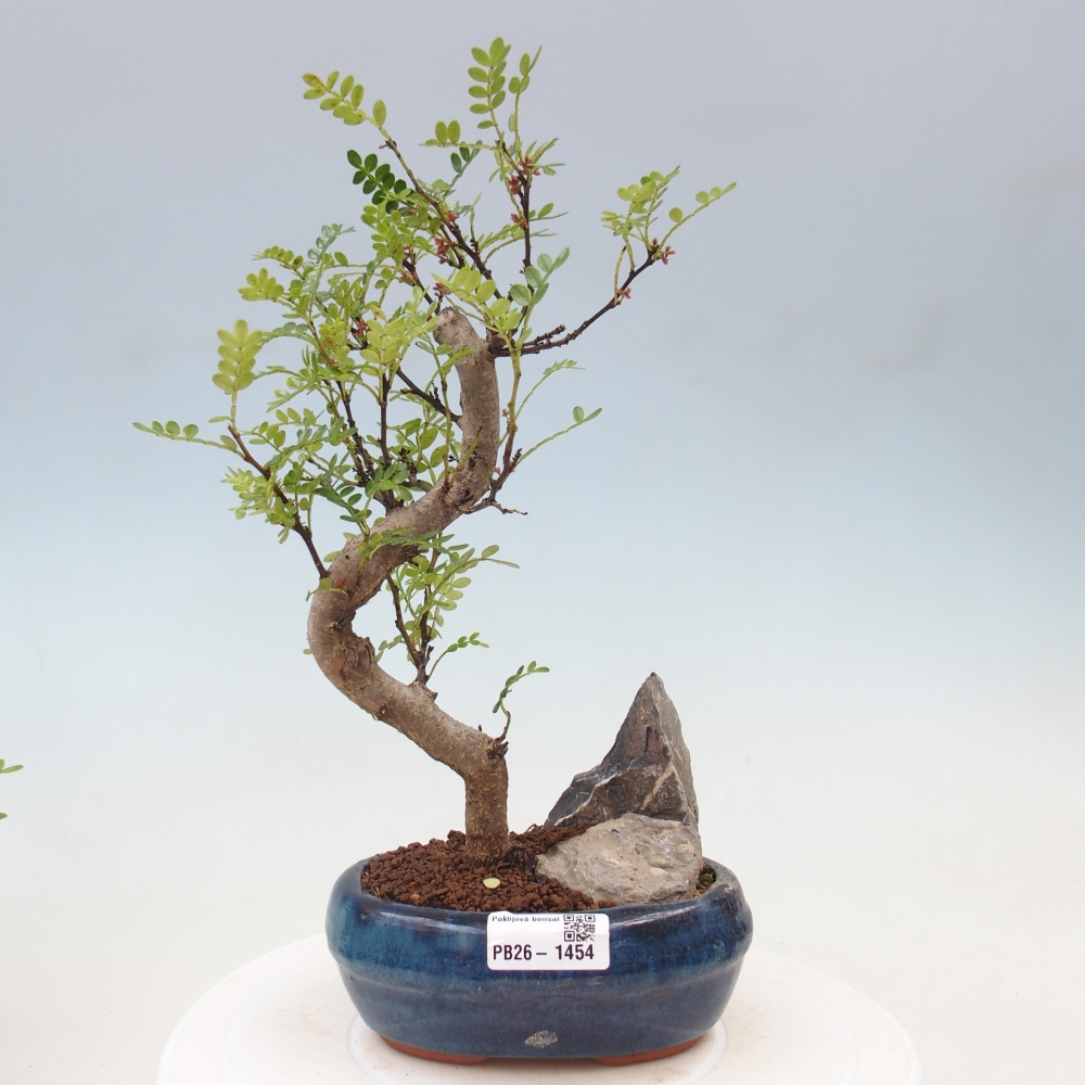 Room bonsai - Zantoxylum piperitum - pepper tree