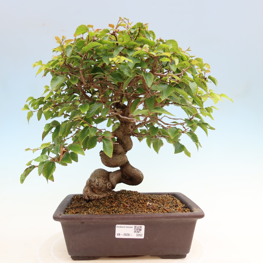 Outdoor bonsai -Carpinus coreana - Korean Hornbeam