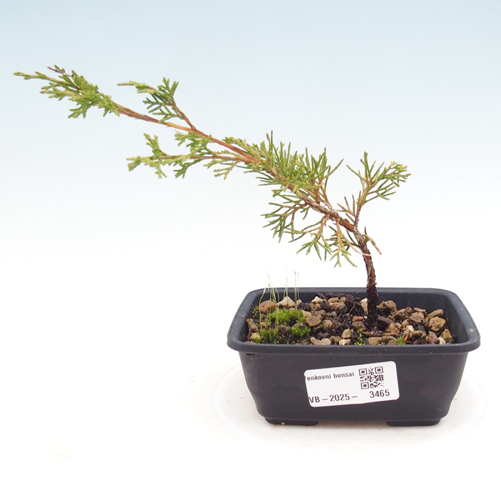 Outdoor bonsai - Juniperus chinensis Itoigawa