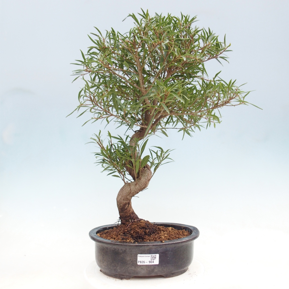 Room bonsai - Ficus nerifolia - small-leaved ficus