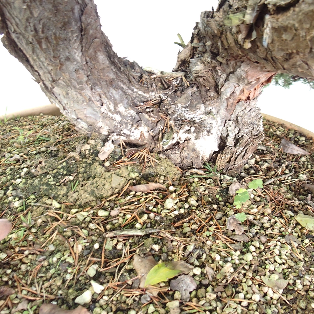 Yamadori - Pinus sylvestris Spain
