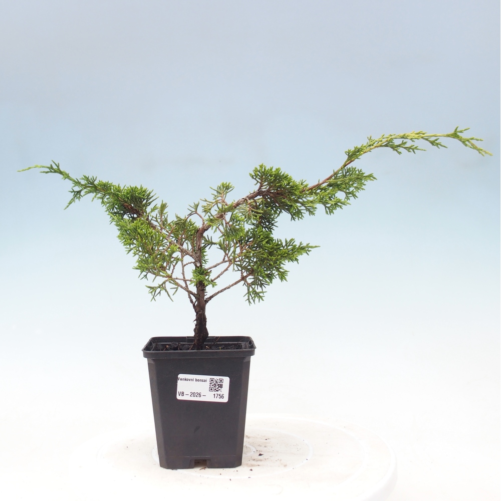 Outdoor bonsai - Juniperus chinensis Itoigawa