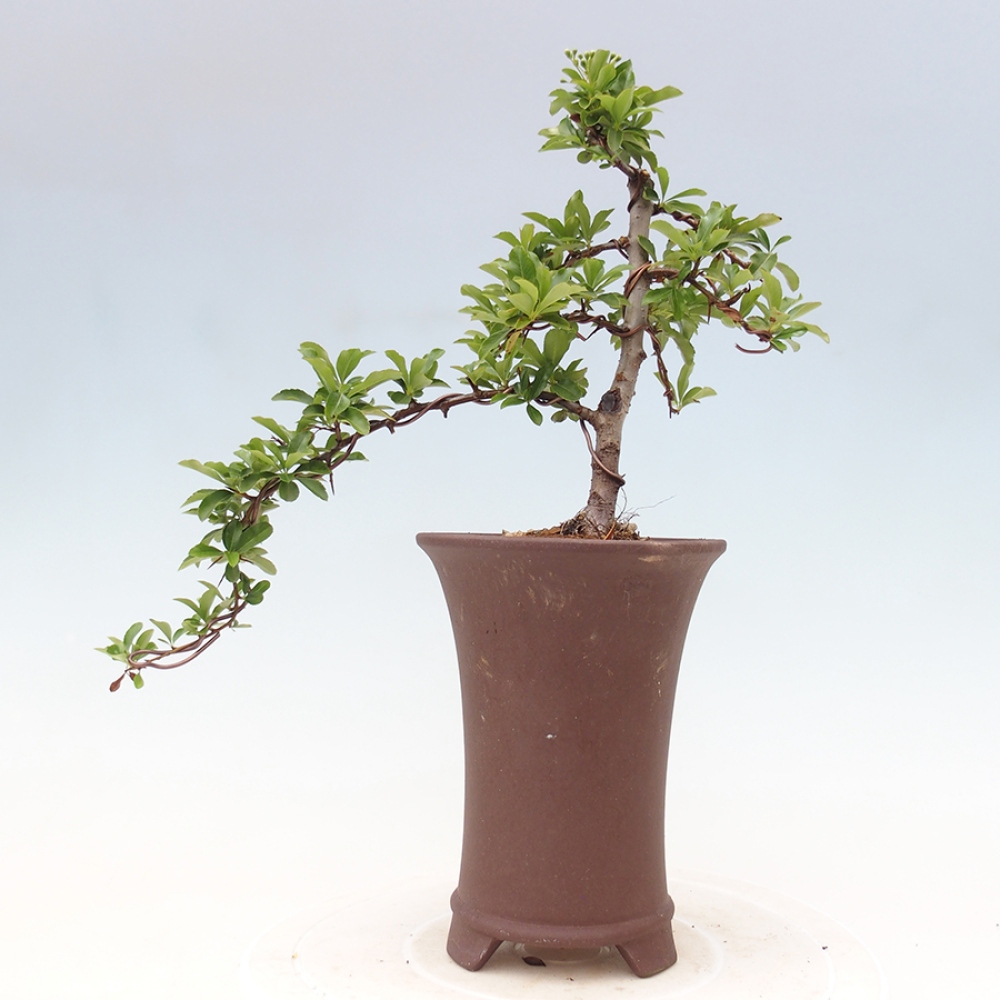 Outdoor Bonsai-Pyracanta Teton -Bakery