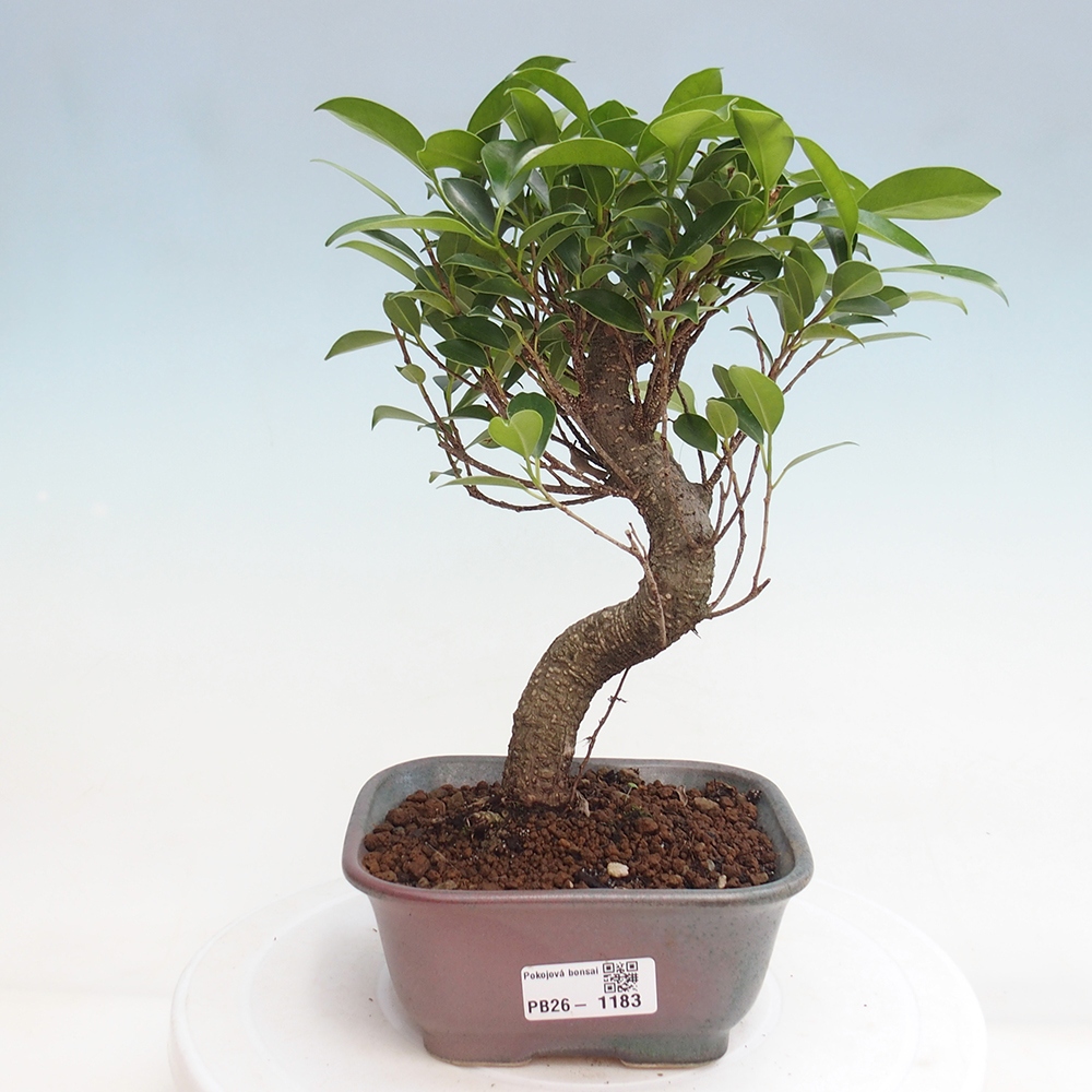 Room bonsai - Ficus retusa - small-leaved ficus