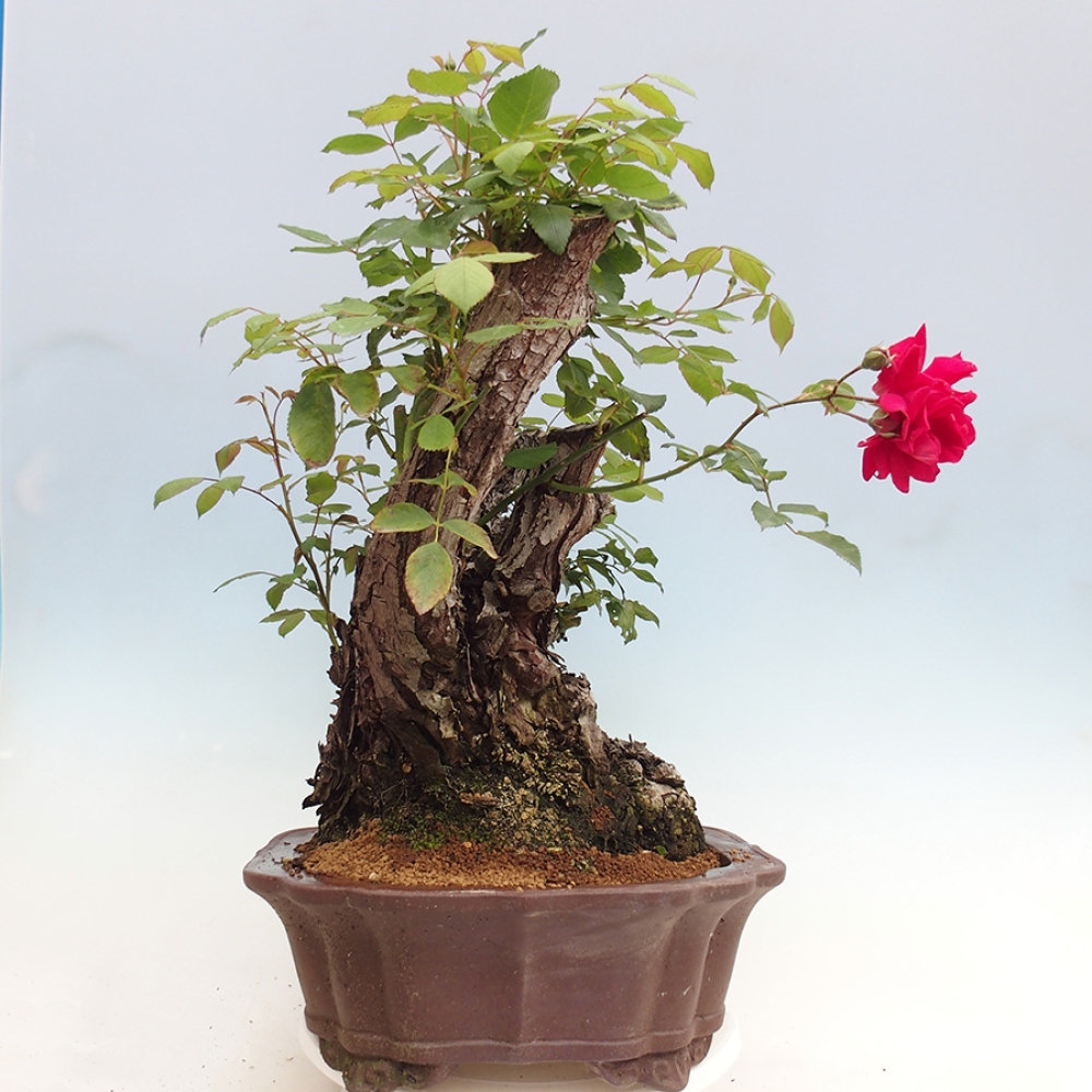 Outdoor bonsai - Rosa Kordes -  rose