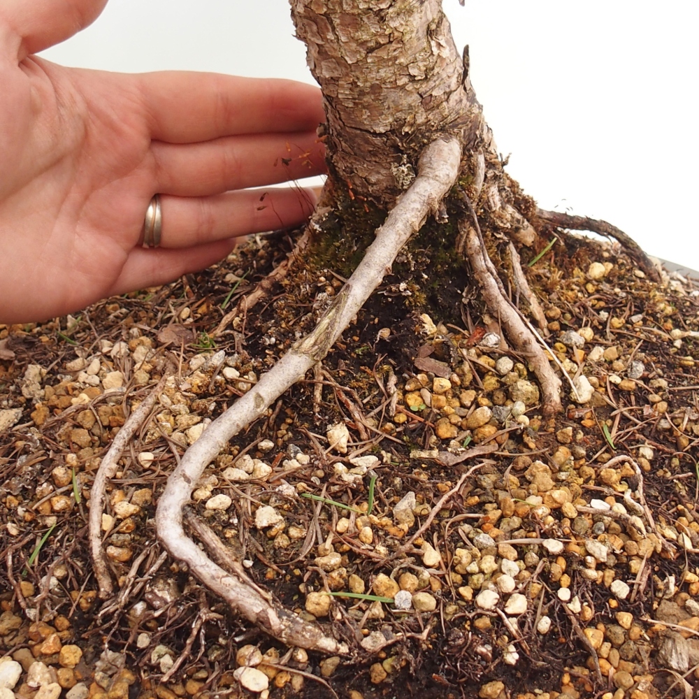 Outdoor bonsai -Larix decidua - Larch