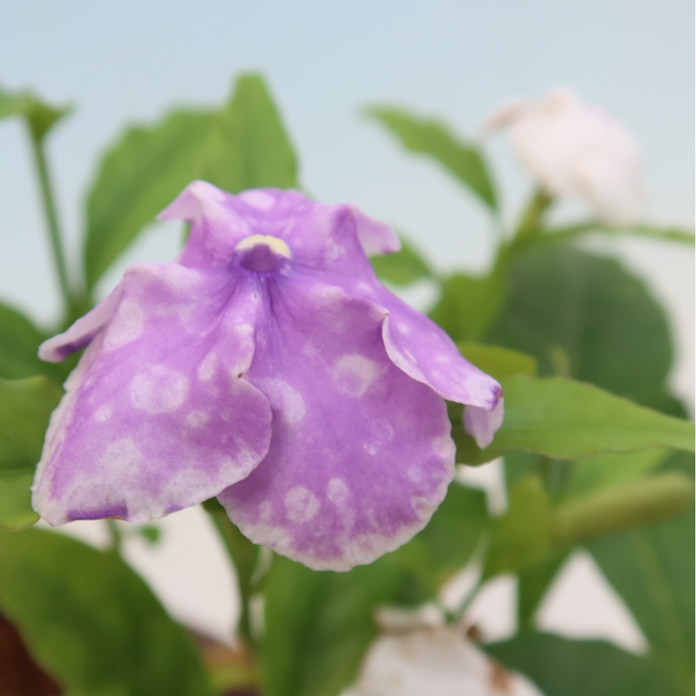 Indoor Bonsai - Costa Jasmine - Brunfelsia