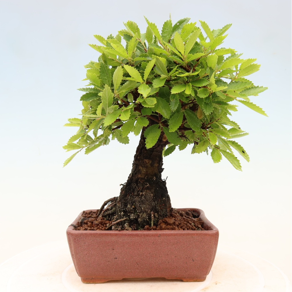 Outdoor bonsai - Zelkova - Zelkova NIRE