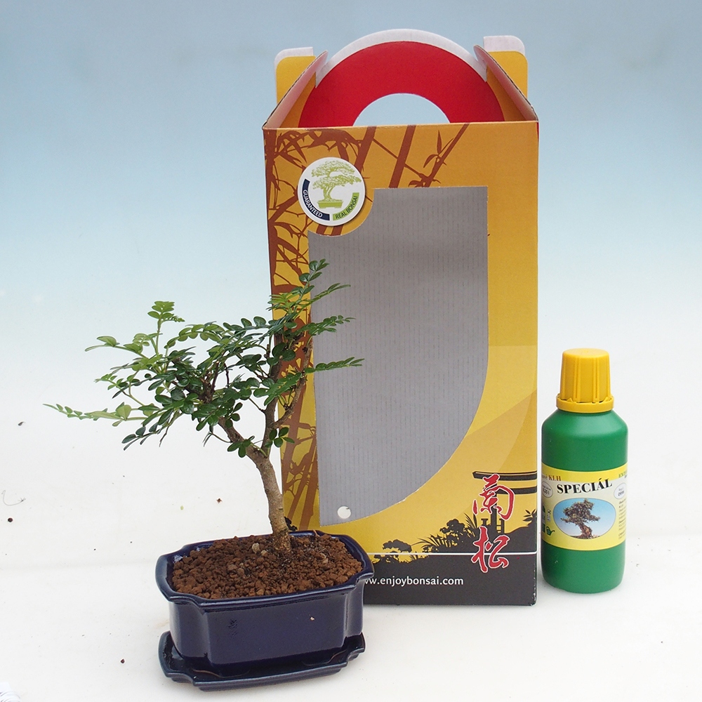 Room bonsai in gift box Zantoxylum piperitum - Pepper tree
