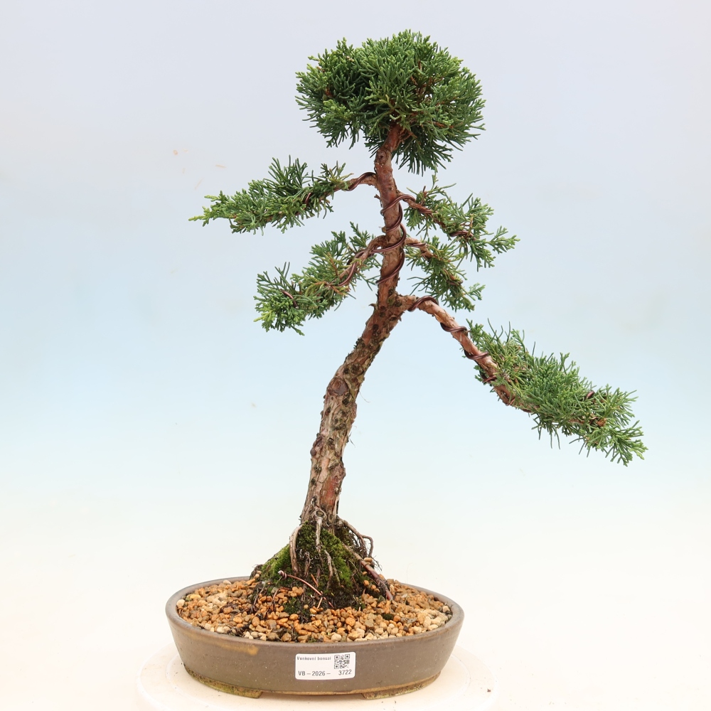 Outdoor bonsai - Juniperus chinensis Kishu