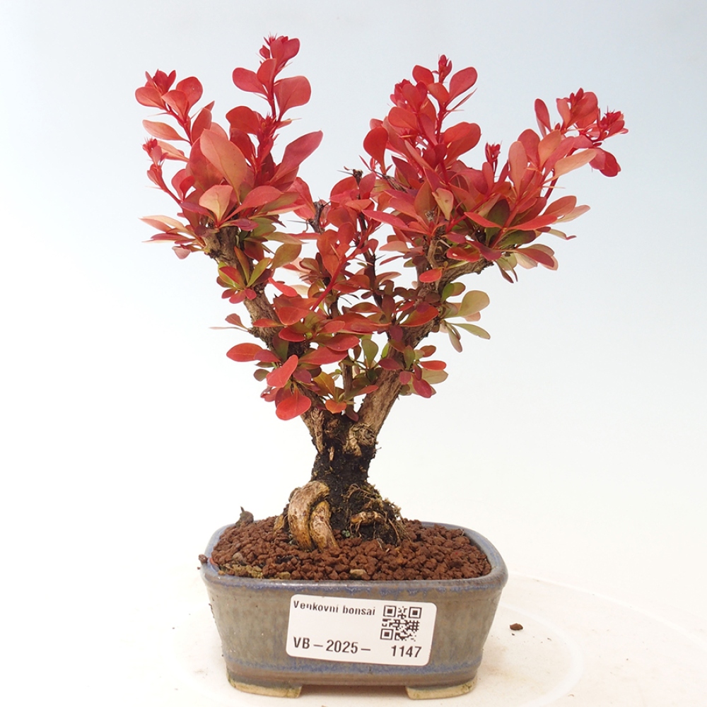 Outdoor bonsai - Berberis thunbergii Kobold - Dřištál Thunberg's