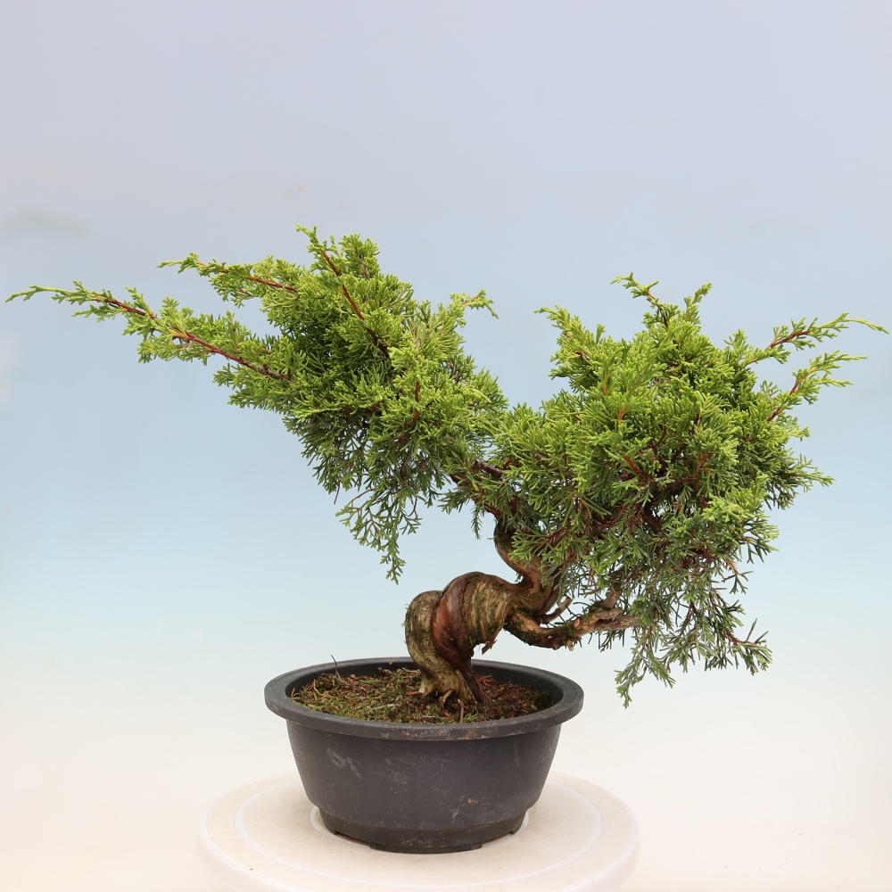 Outdoor Bonsai - Juniperus chinensis Itoigawa - Chinese Juniper