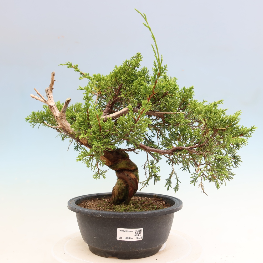 Outdoor Bonsai - Juniperus chinensis Itoigawa - Chinese Juniper