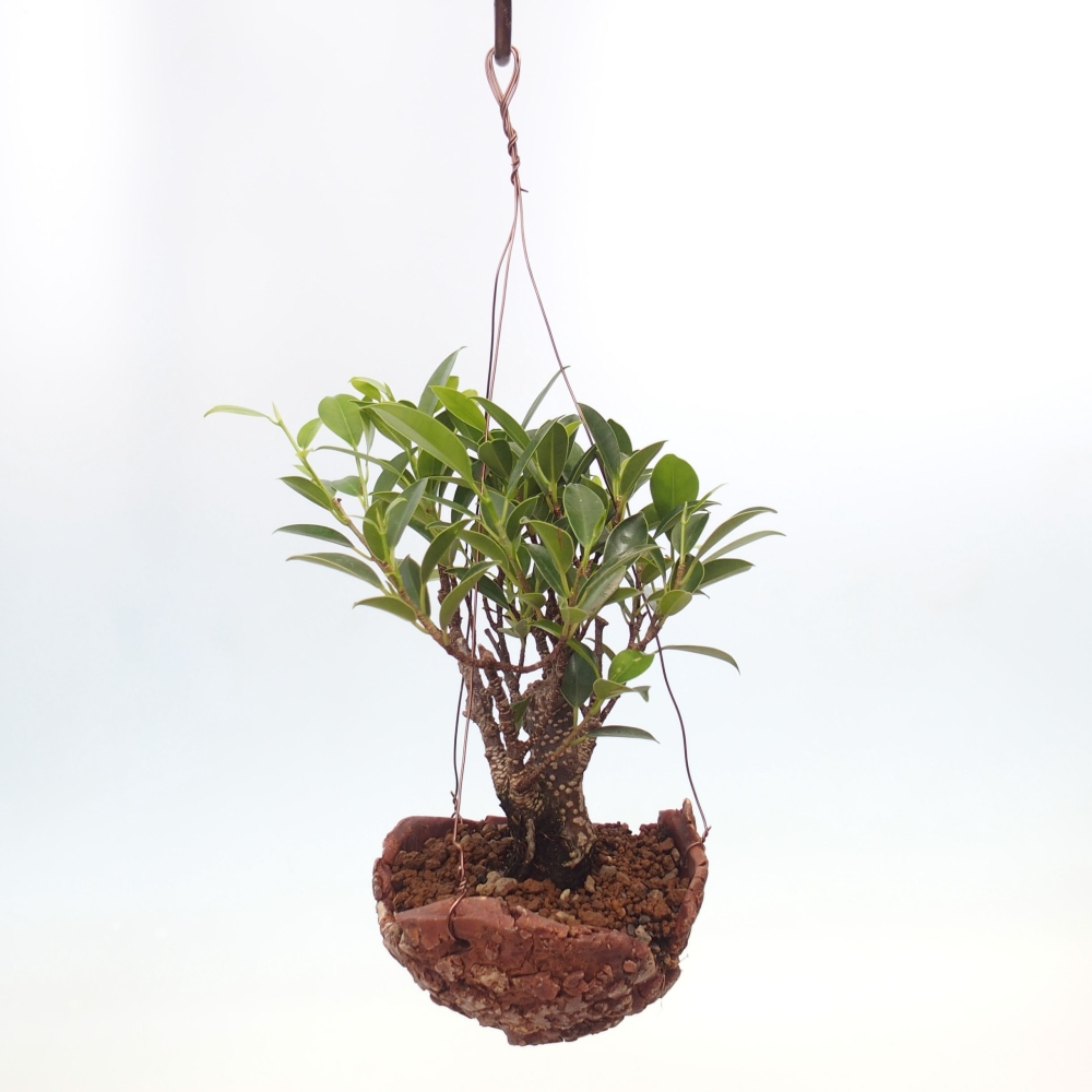 Kokedama in ceramic - small-leaved ficus - Ficus kimmen