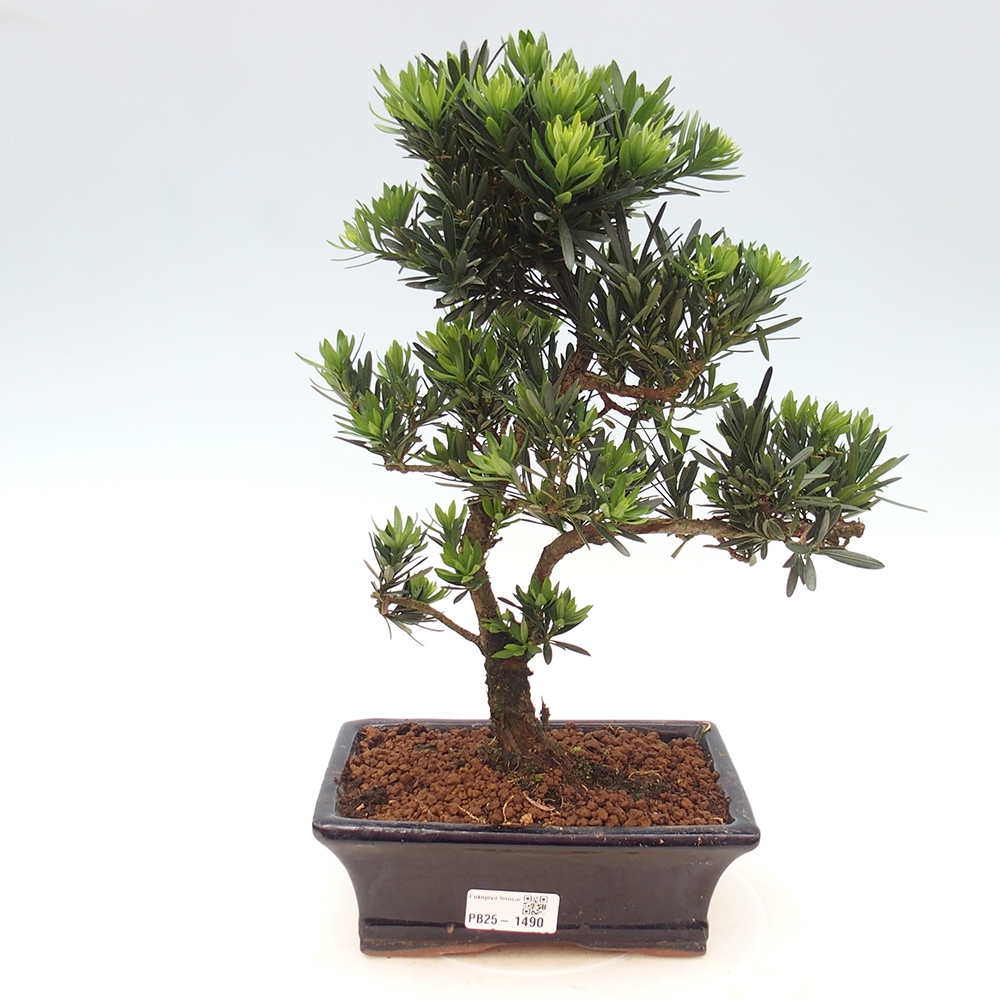 Indoor bonsai - Podocarpus - Stone thous