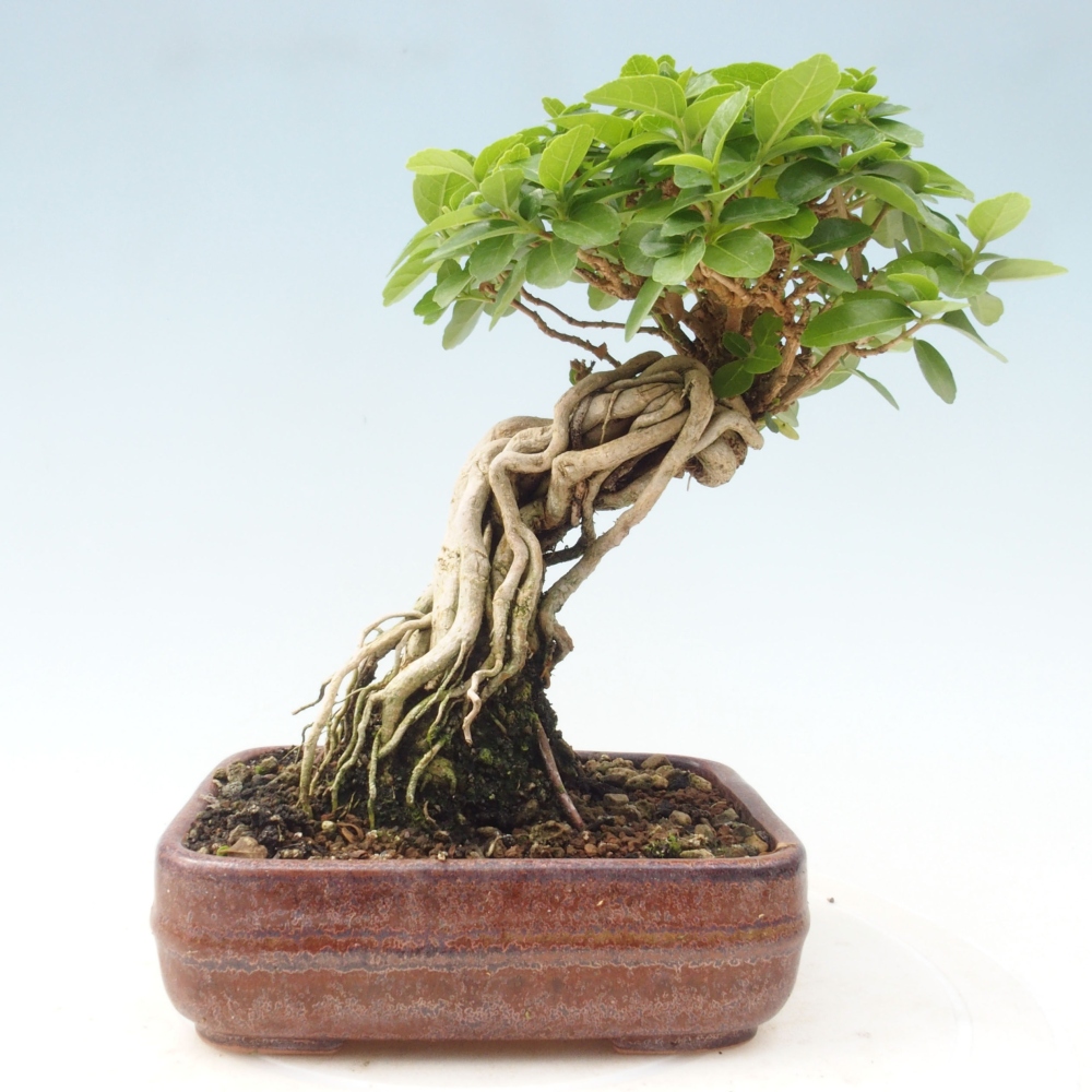 Indoor bonsai - Premna serratifolia - Kozlovon small-leaved