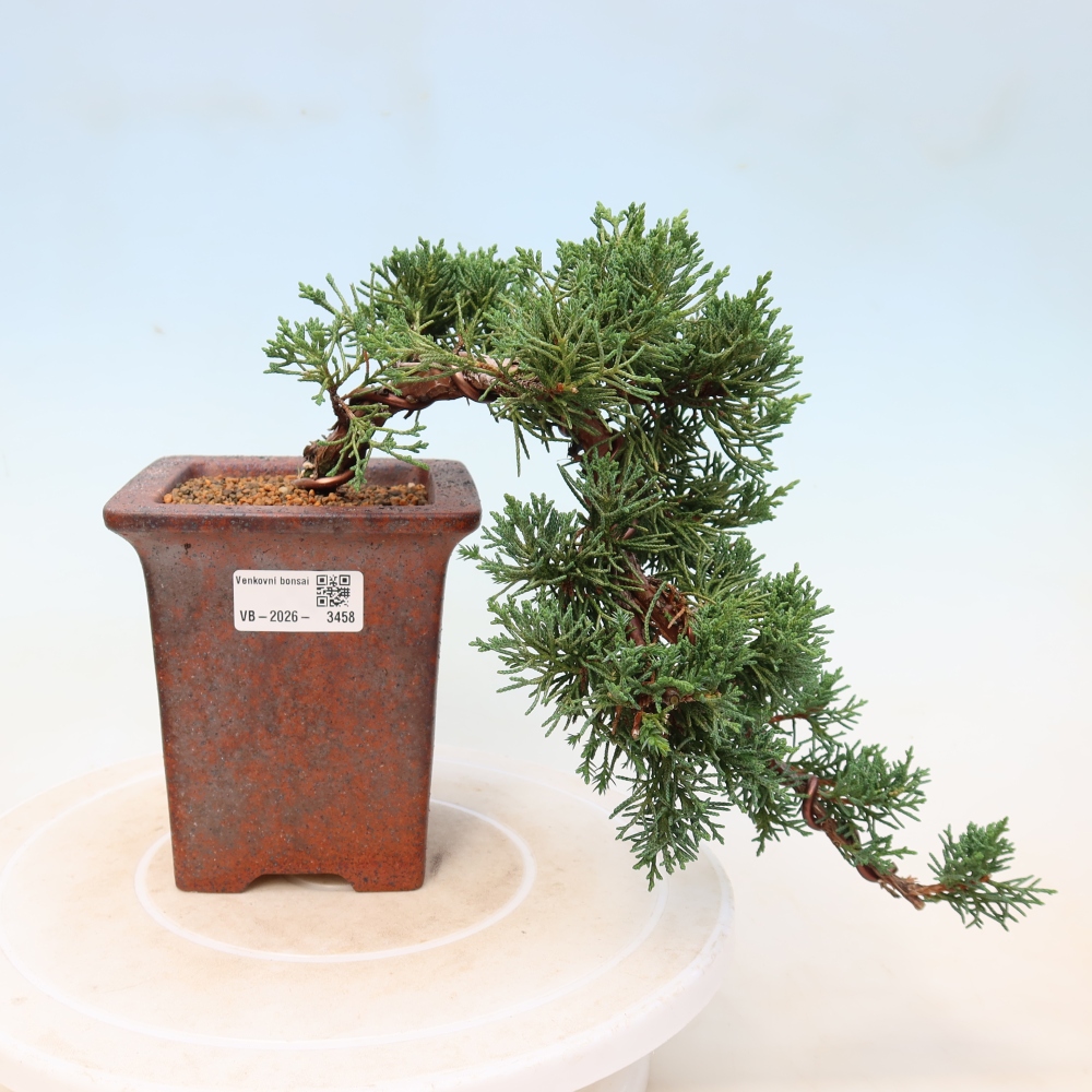 Outdoor bonsai - Juniperus chinensis Kishu