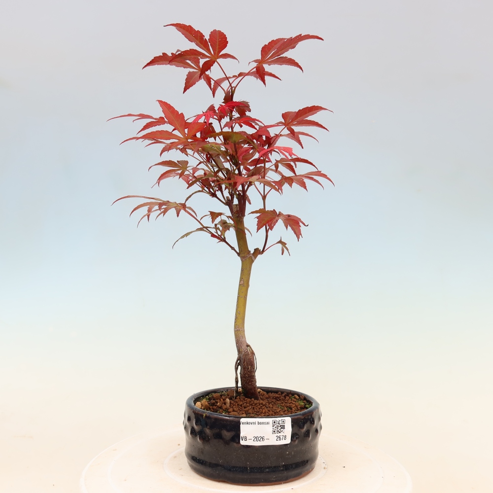 Outdoor bonsai - Acer palm. Atropurpureum-Javor palmate
