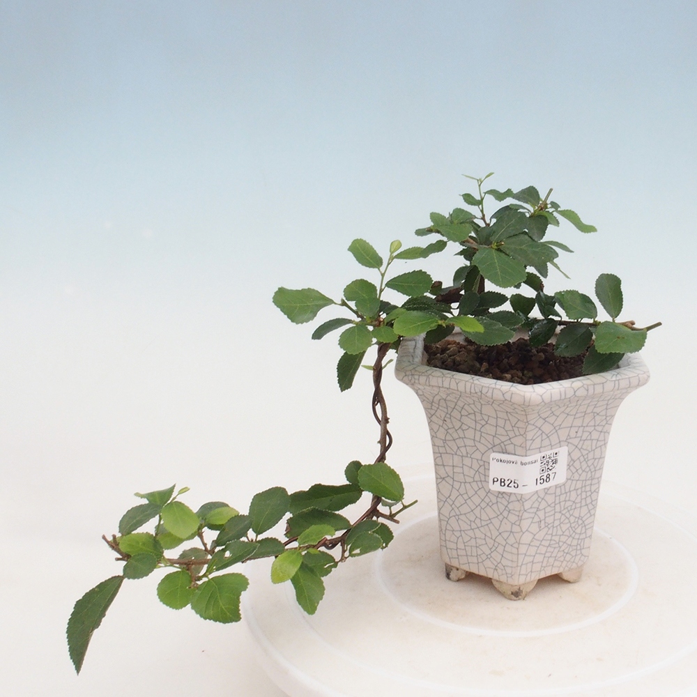 Indoor bonsai - Grewia occidentalis - Lavender star